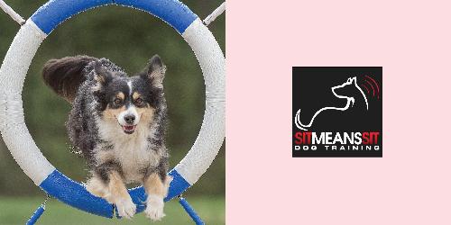 Entertaining Dog Shows! 
